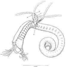 Представитель Семейства Melinnacheridae